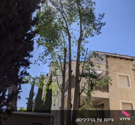 אדם גוזם עץ גבוה עם עלים ירוקים